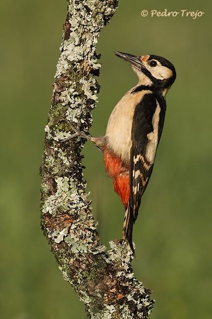 Pico picapinos (Dendrocopos major)